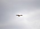 Arendbuizerd (long-legged buzzard) (buteo rufinus) - kloof bij Yolin Am (1)